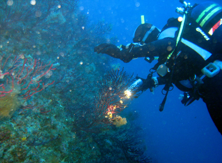 Sulle Gorgonie
